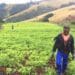 Cultivating prosperity: From unemployment to agricultural triumph
