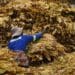 Tobacco milestone in Zimbabwe gives hope to other crops