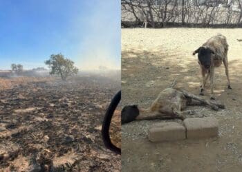 ICYMI: Devastating veld fires leave NW farmers depleted