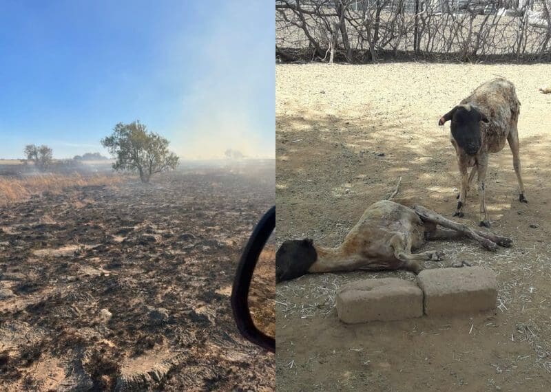 ICYMI: Devastating veld fires leave NW farmers depleted