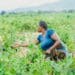 Agriculture insurance: Partnerships remain critical for Africa