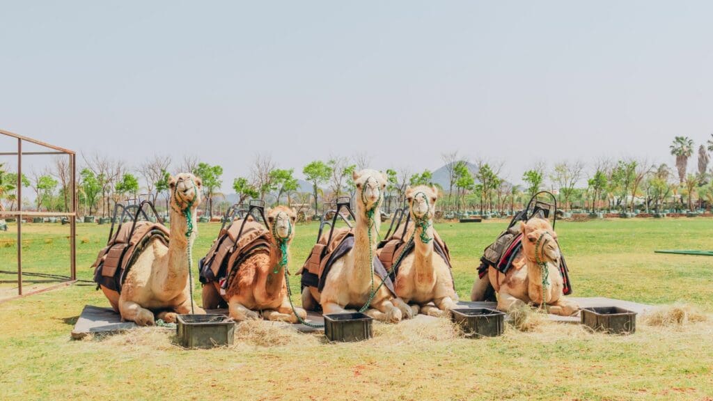 Camels, often overlooked in modern agriculture, hold the key to sustainable and resilient farming practices. From their role in transporting water to their eco-friendly ploughing and natural fertiliser contributions, camels offer a versatile and eco-conscious solution for modern farmers looking to enhance their productivity while reducing their environmental footprint. Photo: Supplied/Agri Gauteng