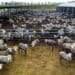 The fattening of lambs for slaughter normally occurs during two phases in an intensive feedlot system. Photo: Supplied/Meadow Feeds