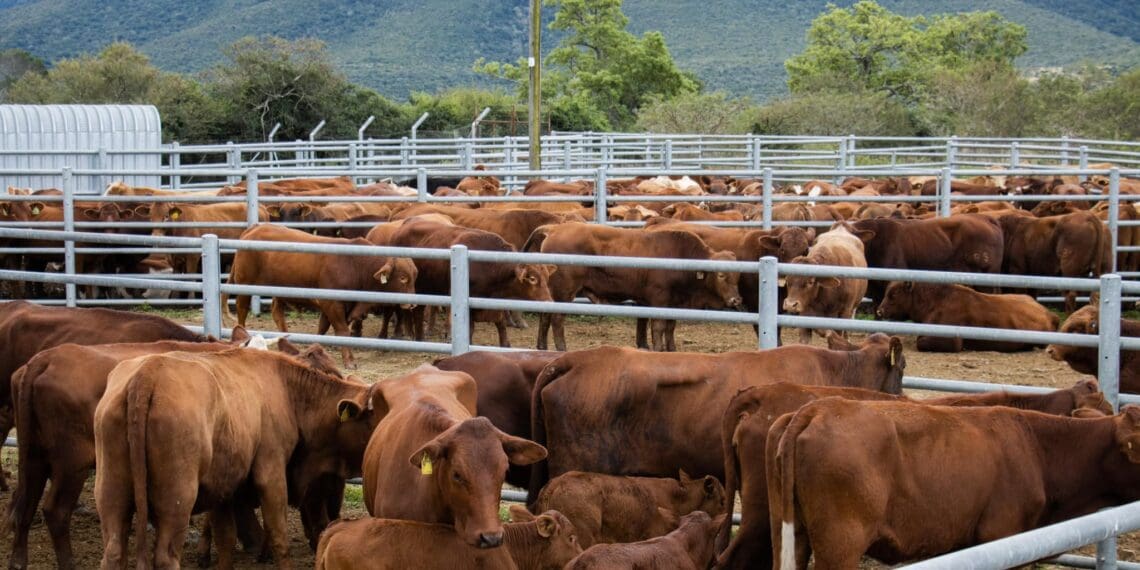 Sometimes grazing is not enough. Navigating winter feeding challenges, livestock farmers turn to supplementary feeding to ensure their animals receive essential nutrients. Photo: Supplied/Food For Mzansi