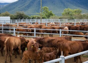 Livestock markets: Choose right to improve profits