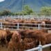 Livestock markets: Choose right to improve profits