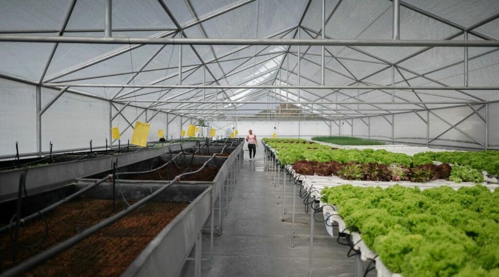 Criminals hit Jozi's urban farmers where it hurts most