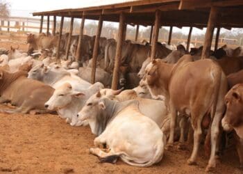 Livestock markets: Choose right to improve profits