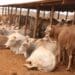 Livestock markets: Choose right to improve profits