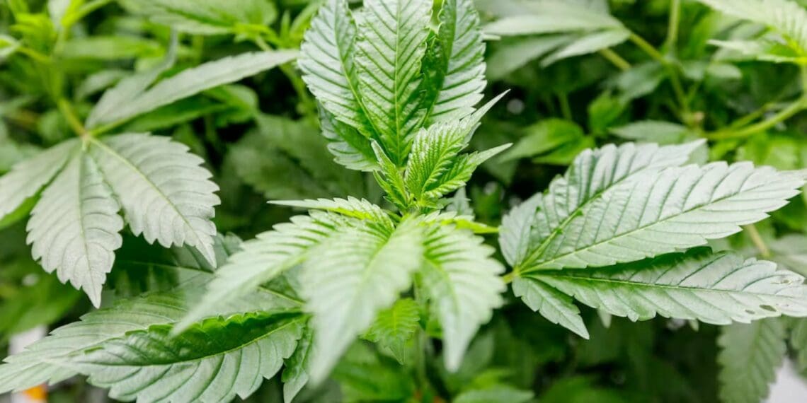 Leaf of wealth: Nigeria must rethink drug laws