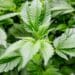 Leaf of wealth: Nigeria must rethink drug laws