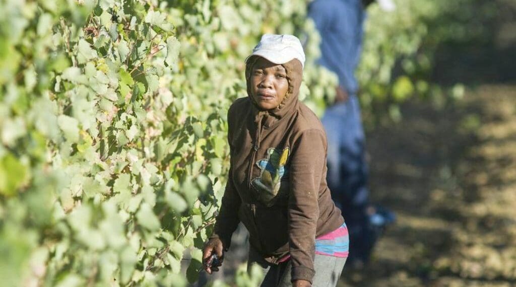 Wine farms: Calls mount to improve agri working conditions