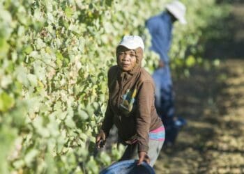 Wine farms: Calls mount to improve agri working conditions