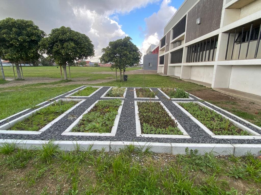 Kensington High School’s food garden thrives with the support of McDonald’s SA