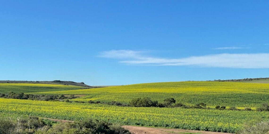 How conservation agriculture reshaped the Overberg region