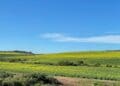 How conservation agriculture reshaped the Overberg region