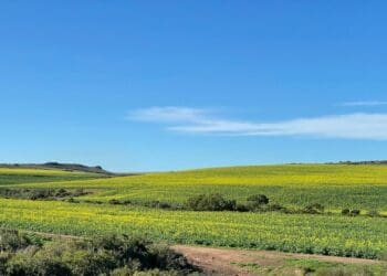 How conservation agriculture reshaped the Overberg region