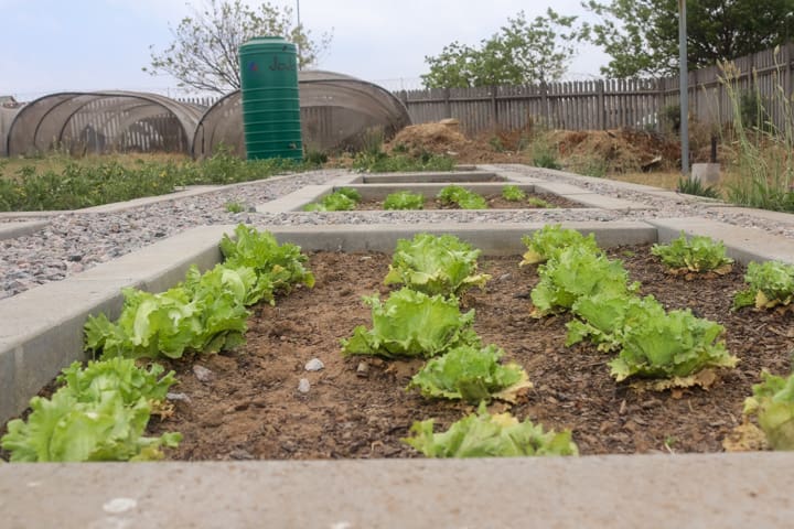 Kaalfontein food garden cultivates community spirit