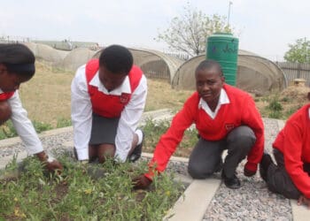 Kaalfontein food garden cultivates community spirit
