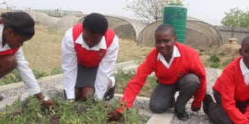 Kaalfontein food garden cultivates community spirit