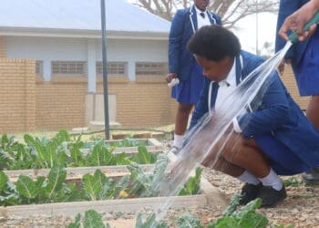 McDonald’s South Africa backs Soweto school’s garden of hope