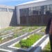 Kensington High School’s food garden thrives with the support of McDonald’s SA