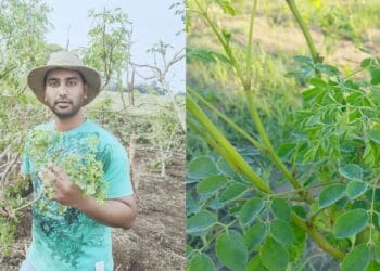 Seniren Naidoo, experienced banker and advisor in the financial services industry and moringa farmer. Photo: Supplied/Food For Mzansi