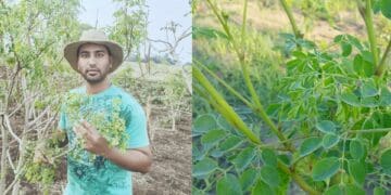 Seniren Naidoo, experienced banker and advisor in the financial services industry and moringa farmer. Photo: Supplied/Food For Mzansi