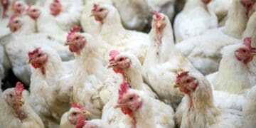 Avian influenza: The nation now grapples with fifty HPAI H7 and ten HPAI H5 outbreaks, resulting in severe economic turmoil. Photo: Supplied/Food For Mzansi