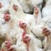 Avian influenza: The nation now grapples with fifty HPAI H7 and ten HPAI H5 outbreaks, resulting in severe economic turmoil. Photo: Supplied/Food For Mzansi