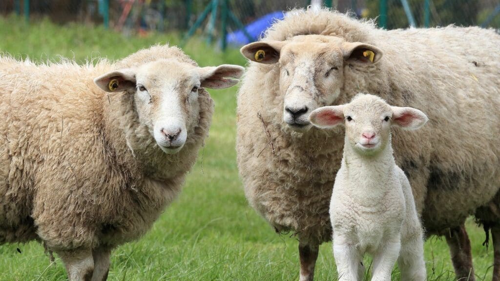 Red meat production: Top techniques are available to transform sheep farming, promising efficient resource use and increased profitability, shaping a sustainable future for the industry. Photo: Supplied/Food For Mzansi