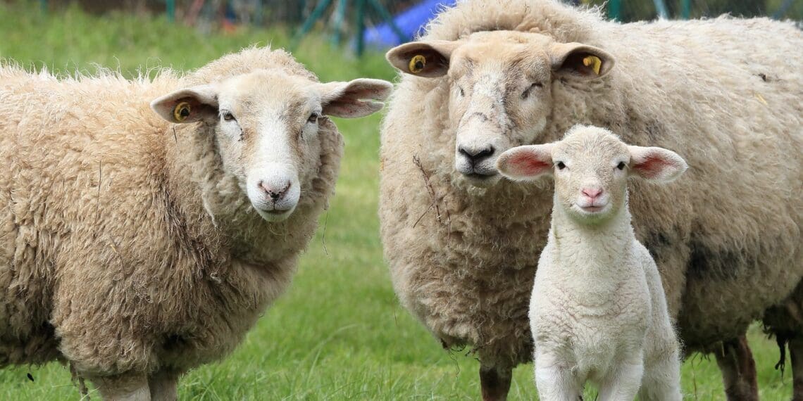 Red meat production: Top techniques are available to transform sheep farming, promising efficient resource use and increased profitability, shaping a sustainable future for the industry. Photo: Supplied/Food For Mzansi