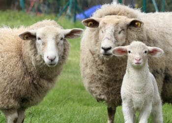 Red meat production: Top techniques are available to transform sheep farming, promising efficient resource use and increased profitability, shaping a sustainable future for the industry. Photo: Supplied/Food For Mzansi