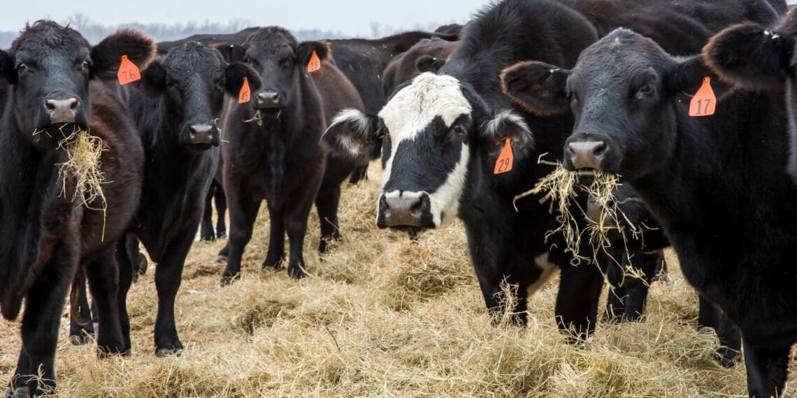 “As producers, we bear the responsibility of ensuring a supply of high-quality meat to avert severe nutrient deficiencies, particularly in Africa, where an ongoing burden of disease poses significant concern,” believes Red Meat Industry Services (RMIS). Photo: Supplied/Food For Mzansi