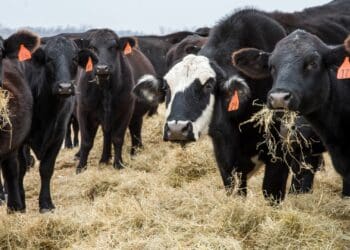“As producers, we bear the responsibility of ensuring a supply of high-quality meat to avert severe nutrient deficiencies, particularly in Africa, where an ongoing burden of disease poses significant concern,” believes Red Meat Industry Services (RMIS). Photo: Supplied/Food For Mzansi
