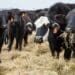 “As producers, we bear the responsibility of ensuring a supply of high-quality meat to avert severe nutrient deficiencies, particularly in Africa, where an ongoing burden of disease poses significant concern,” believes Red Meat Industry Services (RMIS). Photo: Supplied/Food For Mzansi
