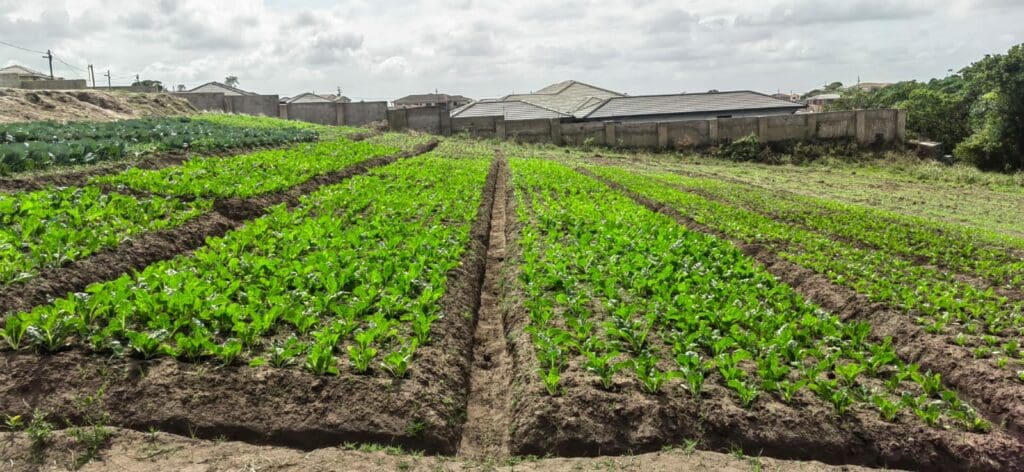 Agri ace Sabelo builds a bridge and gets over it