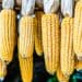 A bountiful maize harvest in South Africa promises to ease food inflation and fuel economic growth in 2023. Photo: Supplied/Food For Mzansi