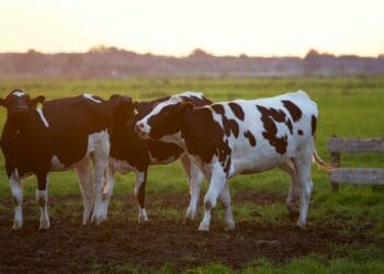RMITED nurtures inclusive growth in red meat industry