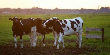 RMITED nurtures inclusive growth in red meat industry