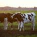 RMITED nurtures inclusive growth in red meat industry