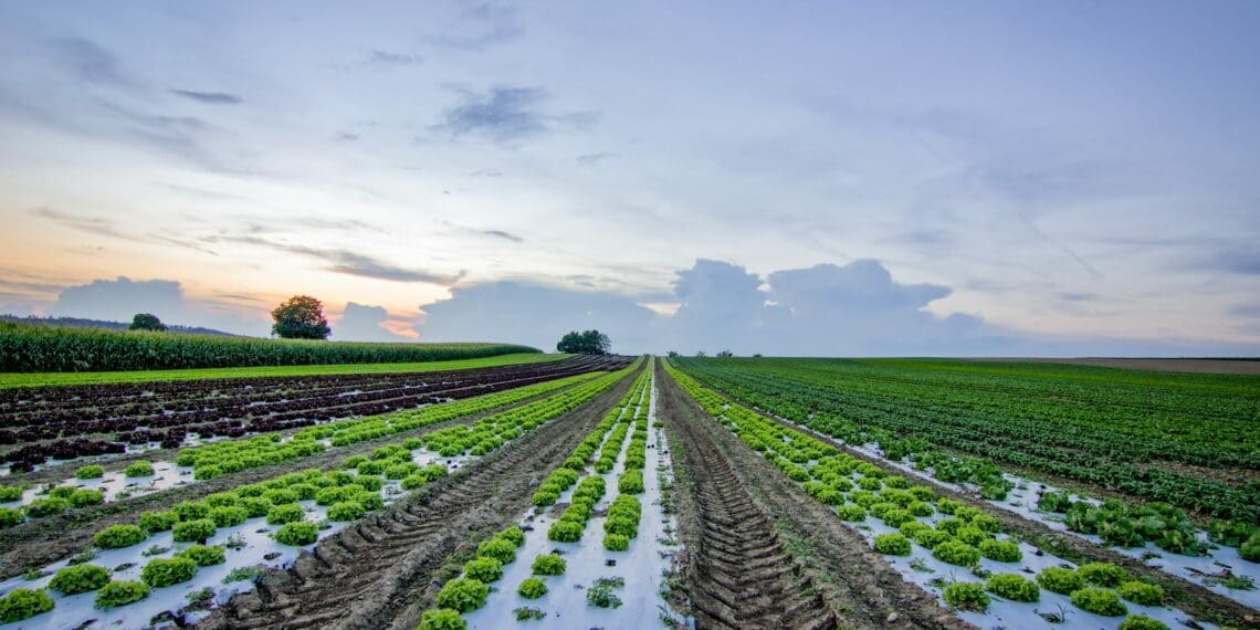 The Land Bank Insurance Company offers customised insurance solutions in order to play a crucial role in safeguarding the livelihoods of farmers and the future of agriculture as a whole. Photo: Sourced/Pexels