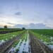 The Land Bank Insurance Company offers customised insurance solutions in order to play a crucial role in safeguarding the livelihoods of farmers and the future of agriculture as a whole. Photo: Sourced/Pexels