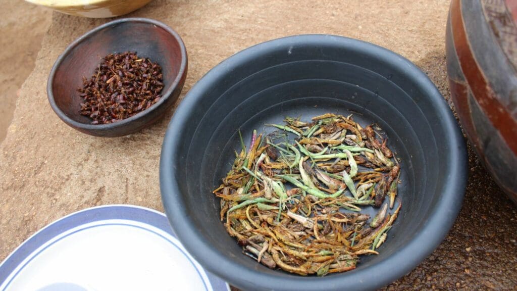 In rural Limpopo, generations uphold culinary heritage by savouring edible grasshoppers, fostering a blend of traditional wisdom and scientific discovery. Researchers now collaborated with locals, uncovering 36 genetic species. Photo: Supplied/Stellenbosch University