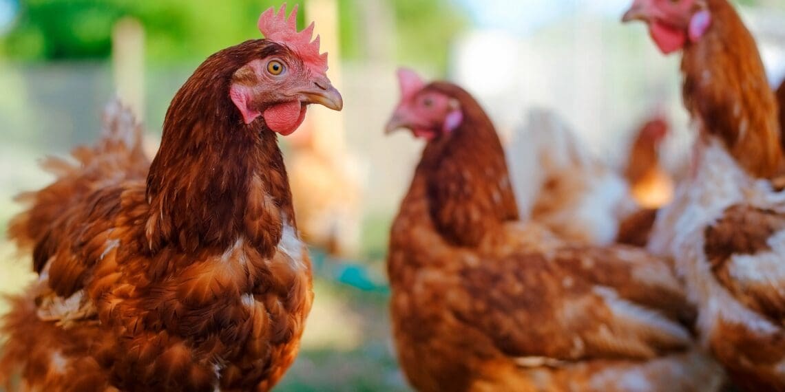 Bird flu outbreak reveals opportunities for SA agriculture