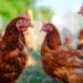 Bird flu outbreak reveals opportunities for SA agriculture