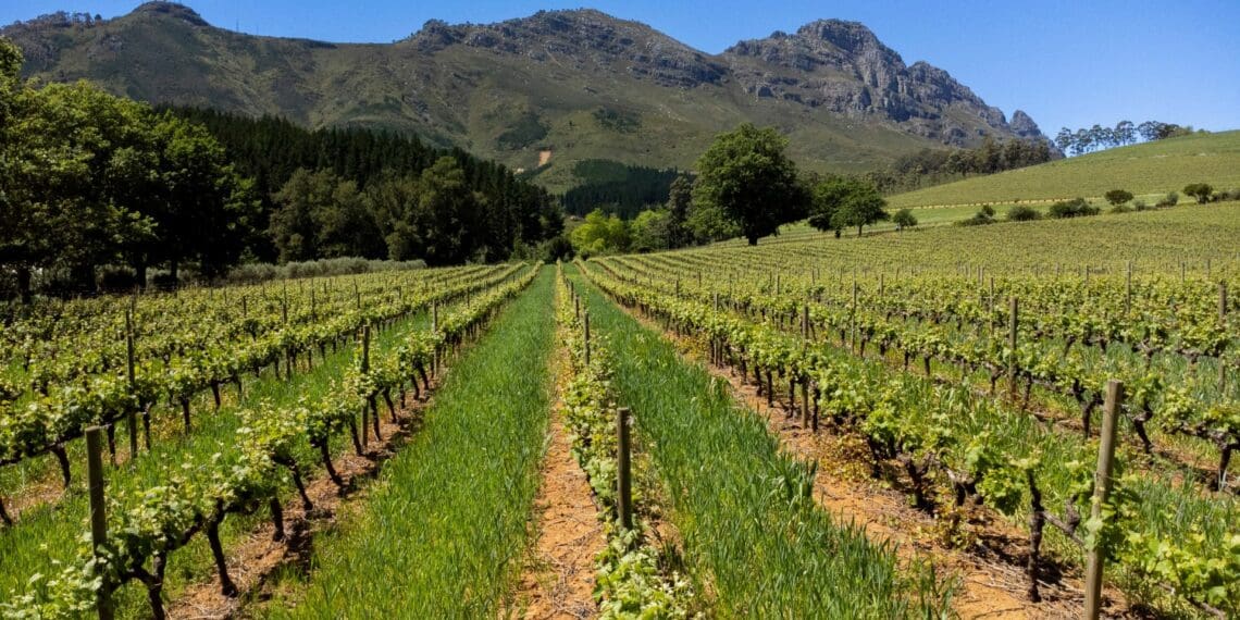 Delheim Estate awarded Conservation Pioneer, leading in eco-friendly winemaking and biodiversity preservation. Photo: Supplied/Food For Mzansi
