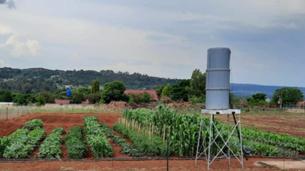 AgricultSURE seed packs: Sowing hope amid Mzansi food crisis
