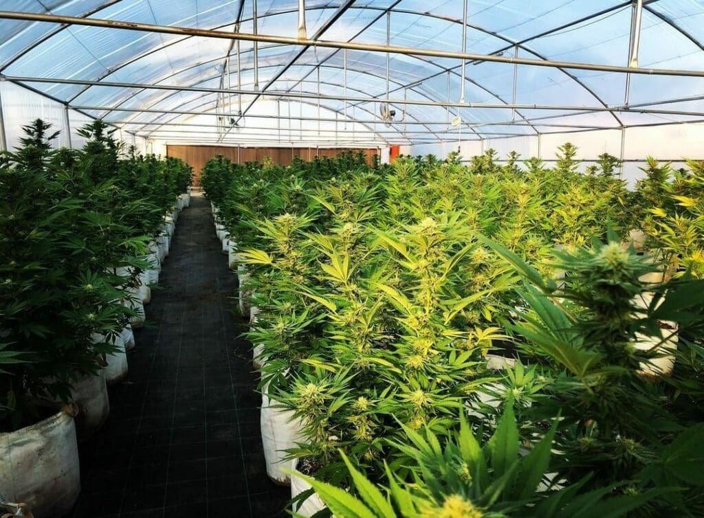 Cannabis exports: Dot the i's and cross the t's for success