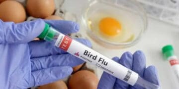 Bird flu: It's safe for consumers to eat chicken, eggs